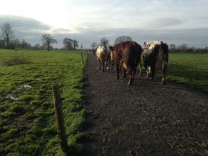 Les vaches vont au champ